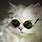 Cat Wearing Glasses Wallpaper