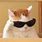 Cat Wearing Sunglasses Meme