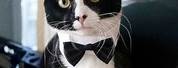 Cat Wearing Tuxedo Suit