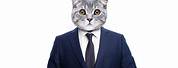 Cat Wearing a Suit 1080X1080