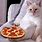 Cat and Pizza