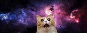 Cat in Space Wallpaper