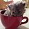 Cat in Teacup