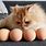 Cat with Egg