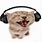 Cat with Headphones Meme