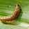 Caterpillar Larva