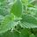 Catnip Leaf