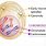 Centrioles in Prophase