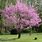 Cercis Canadensis Appalachian Red