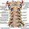 Cervical Spine Anatomy Chart