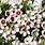Chamelaucium Wax Flower