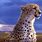Cheetah PC Wallpaper
