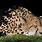 Cheetah Sleep