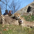 Cheetah Zoo Habitat