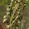 Chenopodium Pratericola
