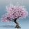 Cherry Blossom 3D Wallpaper
