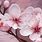 Cherry Blossom Digital Art