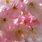 Cherry Blossom Profile Picture