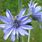 Chicory Flower Photos