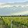 Chile Vineyard