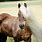 Chocolate Haflinger Horse