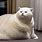 Chonker Cat OH Lawd
