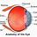 Choroidea Eye