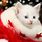 Christmas Kitty Cat