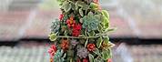 Christmas Tree Cactus Succulent