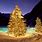 Christmas Tree Nature Wallpaper