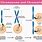 Chromatin and Chromatid