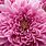 Chrysanthemum Flower Colors