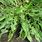 Cichorium Intybus Leaf