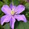 Clematis Justa