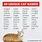 Clever Cat Names