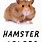 Color of Hamsters