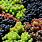 Colors of Grapes