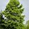 Common Bald Cypress Tree