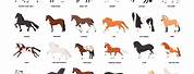 Common Horse Breeds List