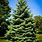 Concolor White Fir Tree