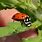 Convergent Ladybug
