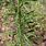 Conyza Canadensis Horseweed