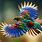 Cool Colorful Birds
