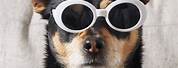 Cool Dog with Sunglasses