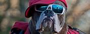 Cool Dog with Sunglasses and Hat