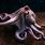 Cool Octopus Pictures