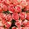 Coral Pink Roses