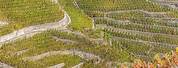 Cote Rotie Wine Region