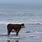 Cow at Beach Meme