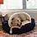 Cozy Dog Beds